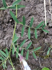 Vicia andicola