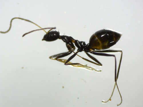 Lepisiota sericeaLepisiota sericea