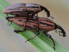 Sphenophorus costipennis