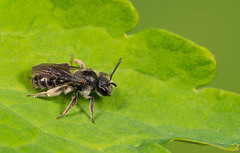 Andrena viridescens