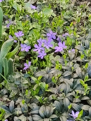 Vinca minor