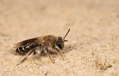 Andrena argentata