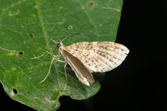 Sauris purpurotincta