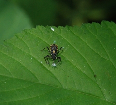 Sphedanolestes impressicollis