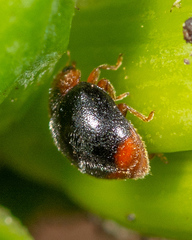 Scymnus louisianae