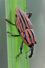 Sphenophorus costipennis