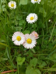 Bellis perennis