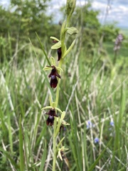 Ophrys insectifera insectifera