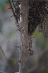 Zanthoxylum caribaeum
