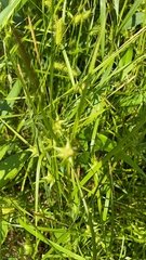 Carex grayi