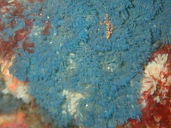 Virididentula dentata