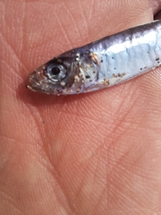 Sardina pilchardus