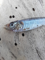 Sardina pilchardus