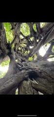 Ficus costaricana
