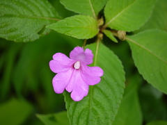 Impatiens pulcherrima