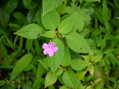 Impatiens pulcherrima
