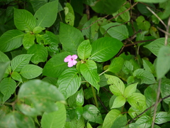 Impatiens pulcherrima