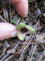Hexastylis naniflora