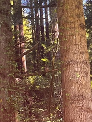 Strix occidentalis caurina