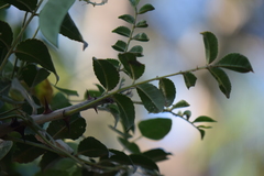 Zanthoxylum caribaeum