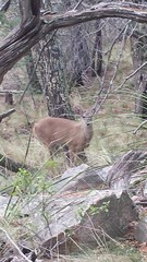 Odocoileus virginianus carminis