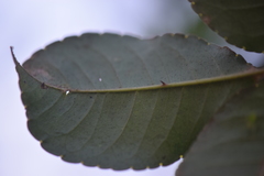 Zanthoxylum caribaeum