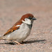 Italian Sparrow - Photo (c) Paul Cools, some rights reserved (CC BY-NC), uploaded by Paul Cools