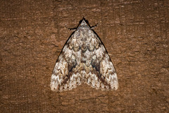 Catocala lineella