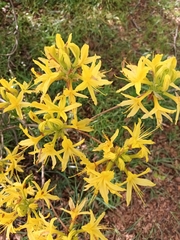 Rhododendron luteum
