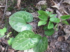 Hexastylis naniflora