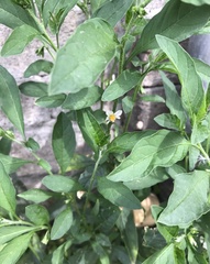 Solanum pseudocapsicum