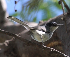 Polioptila nigriceps