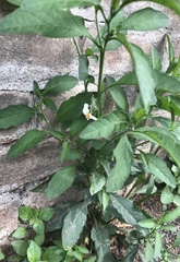 Solanum pseudocapsicum