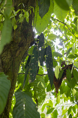Anthurium wendlingeri