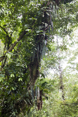 Anthurium wendlingeri