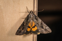 Catocala micronympha