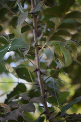 Zanthoxylum caribaeum