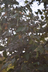 Zanthoxylum caribaeum