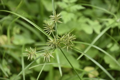 Cyperus cyperoides