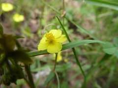 Helianthemum oelandicum