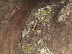 Dipoena melanogaster