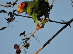 Amazona xantholora