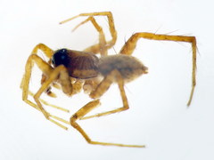 Pardosa tenuipes