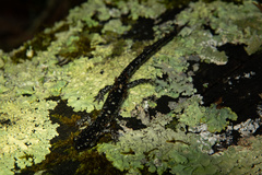 Plethodon fourchensis