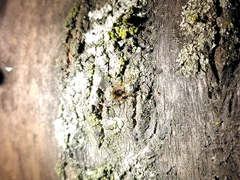 Dipoena melanogaster