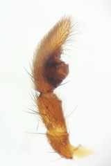 Pardosa tenuipes