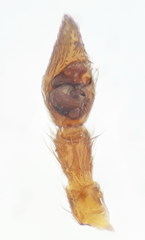 Pardosa tenuipes