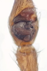 Pardosa tenuipes