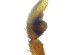 Pardosa tenuipes