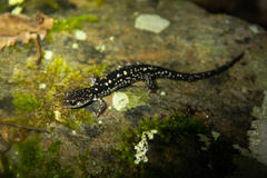 Plethodon fourchensis